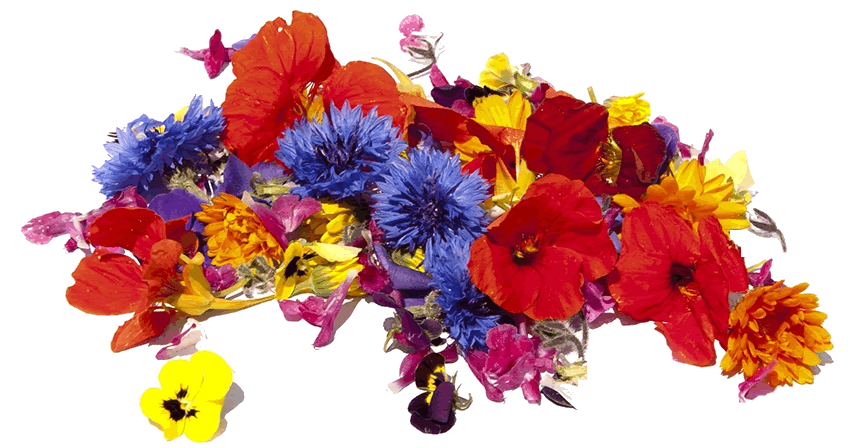 fleures comestible pour glaces